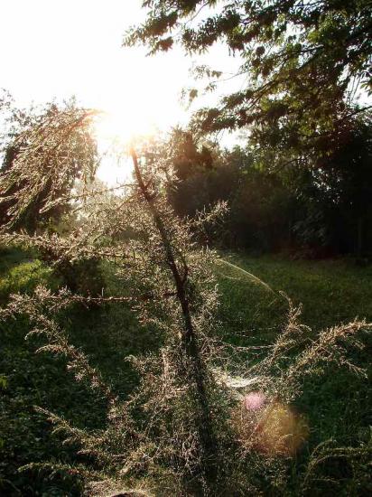 Pielgrzymka '06 Sokółka - Grabarka 4