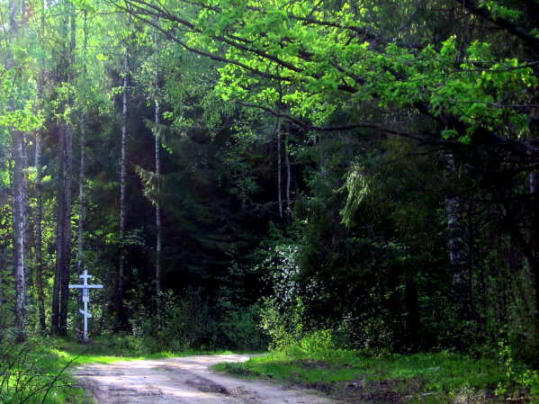 Approaching the forest church