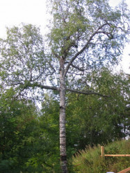 jarek 
Cross-like tree on Anzer Island - Solovki 
2007-06-25 10:07:54
