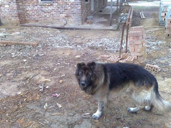 4 legged friend of St John The Baptist Skete