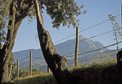 thiv_col_Athos 
Φράχτης και Άθως - Fence and Mt. Athos 
2009-01-21 09:49:55