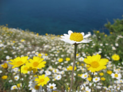 laurentiustan 
Florile de muşeţel din Grădina Maicii Domnului 
2009-05-10 01:28:10