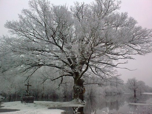 jabłeczna- 23.01.2011