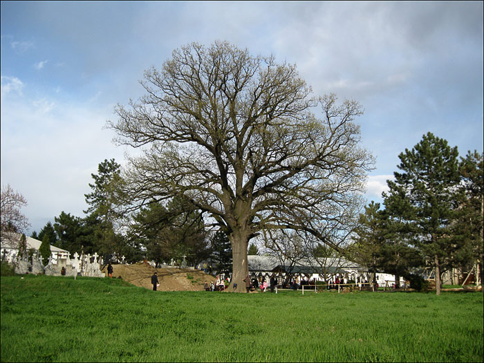 Arborele vietii