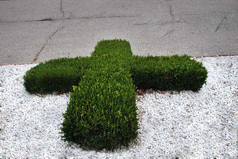 cross-bush