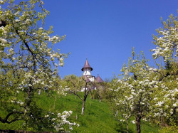 Xenia 
Cherry blossoms at Pângăraţi Monastery 
2012-06-12 09:34:23