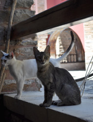 bogdan 
Ιερά Μονή ΔΟΧΕΙΑΡΙΟΥ - Holy Monastery of DOCHIARIOS (11) 
2013-11-20 21:53:26