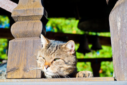 Elm 
A cat on the belltower 
2014-10-31 16:31:55