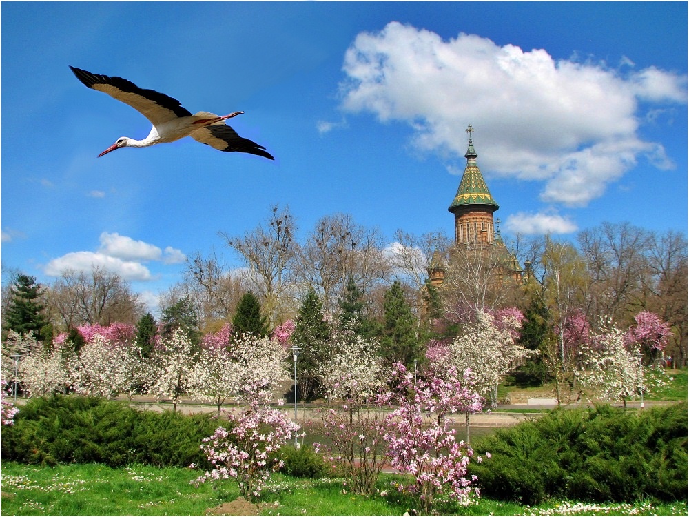 Catedrala Timisoara