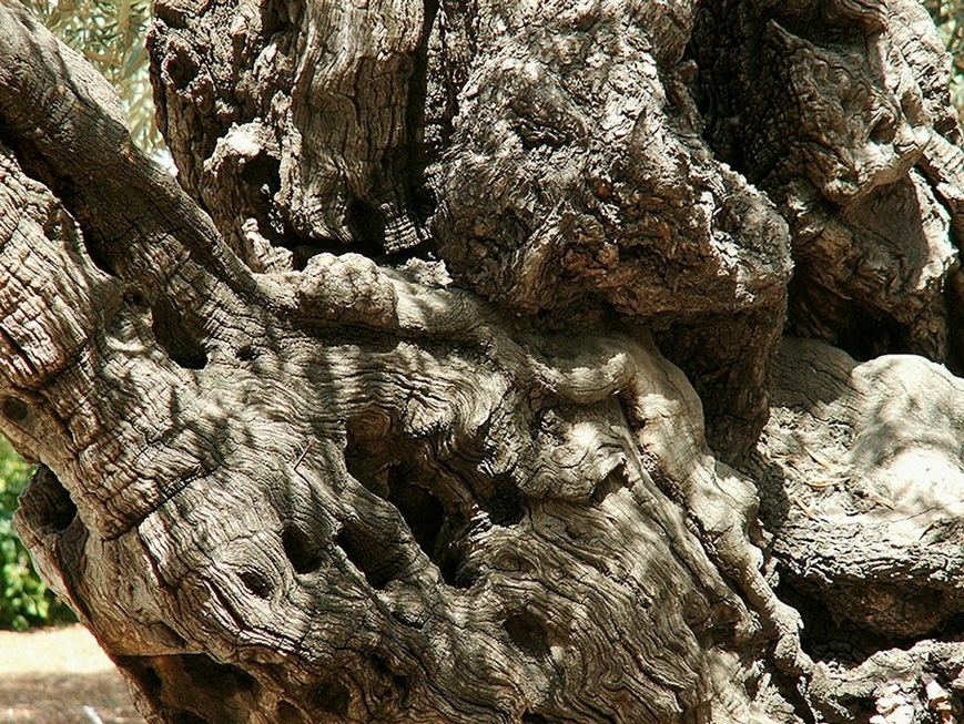 Jerusalem_Gethsemane