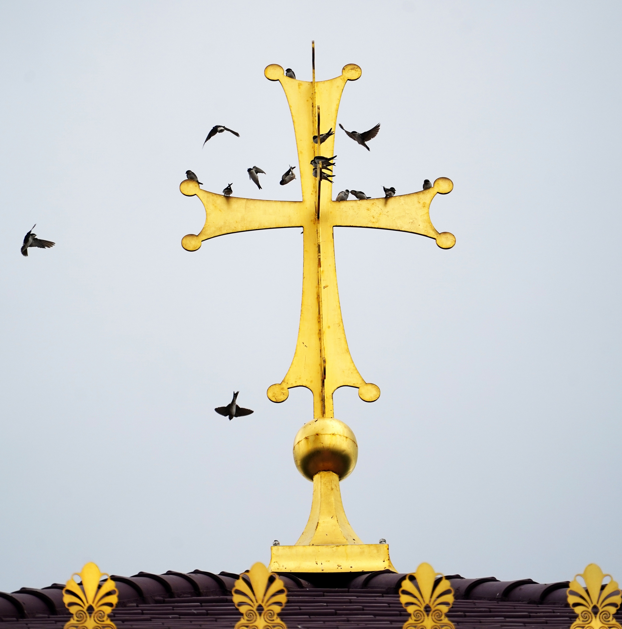 Birds in Kykkos Monastery...