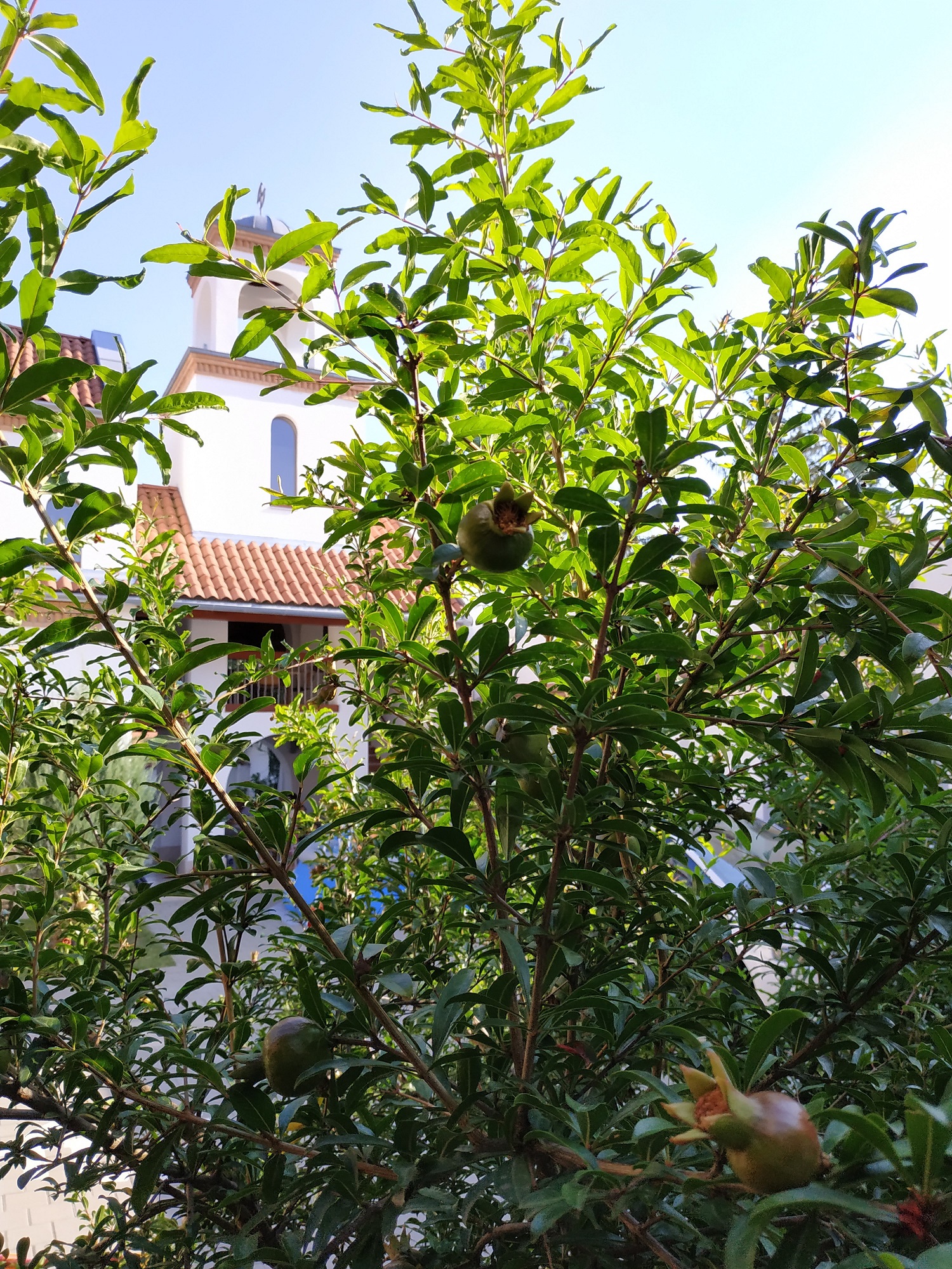 Serbian pomegranate in Hungary (two years later)