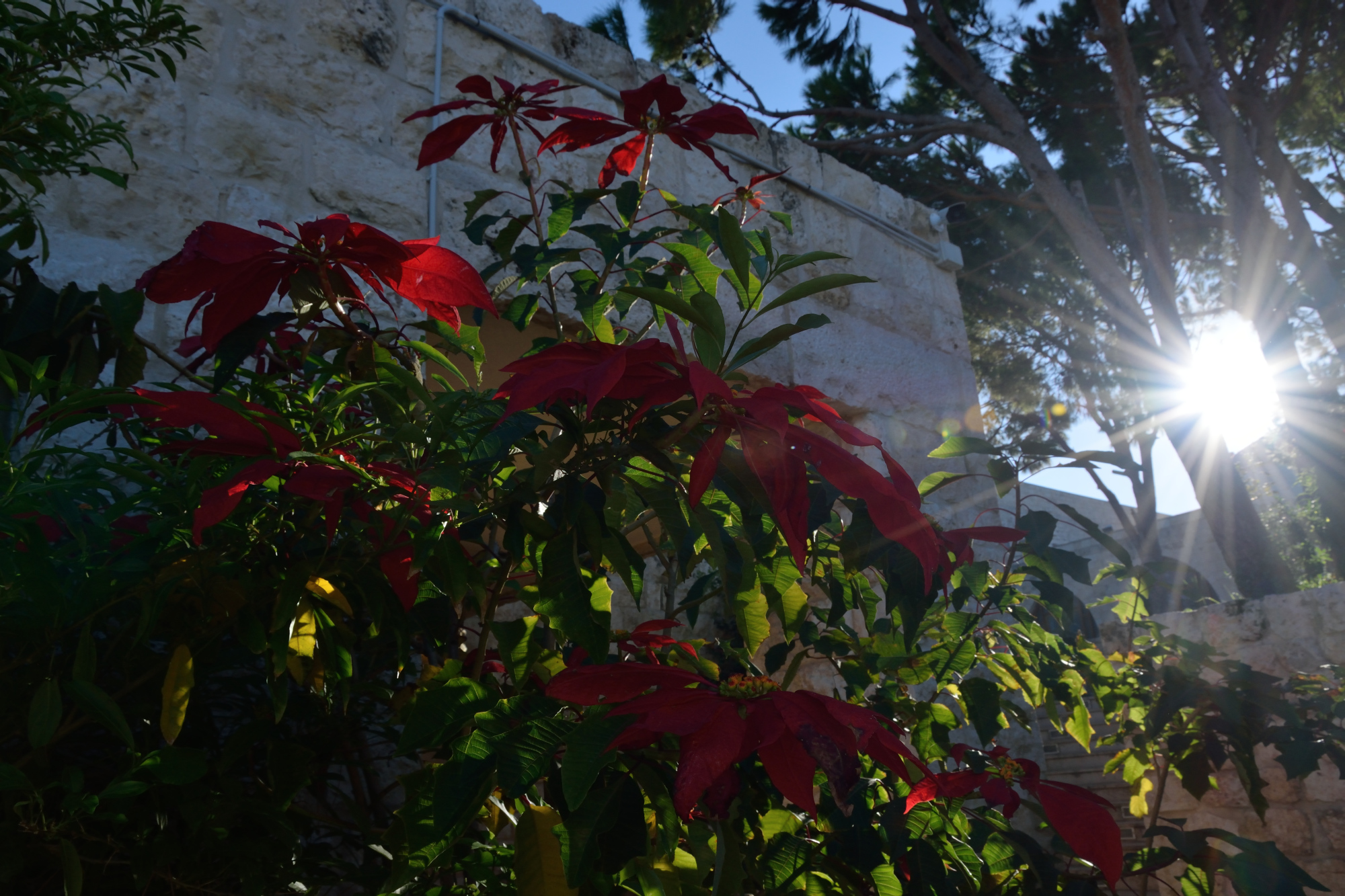 Krzew gwiazdy betlejemskiej przy monasterze Balamand