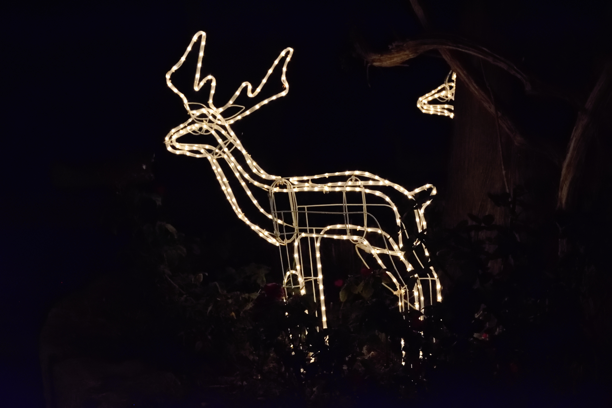 Reindeer - festal ilumination in the Balamand monastery