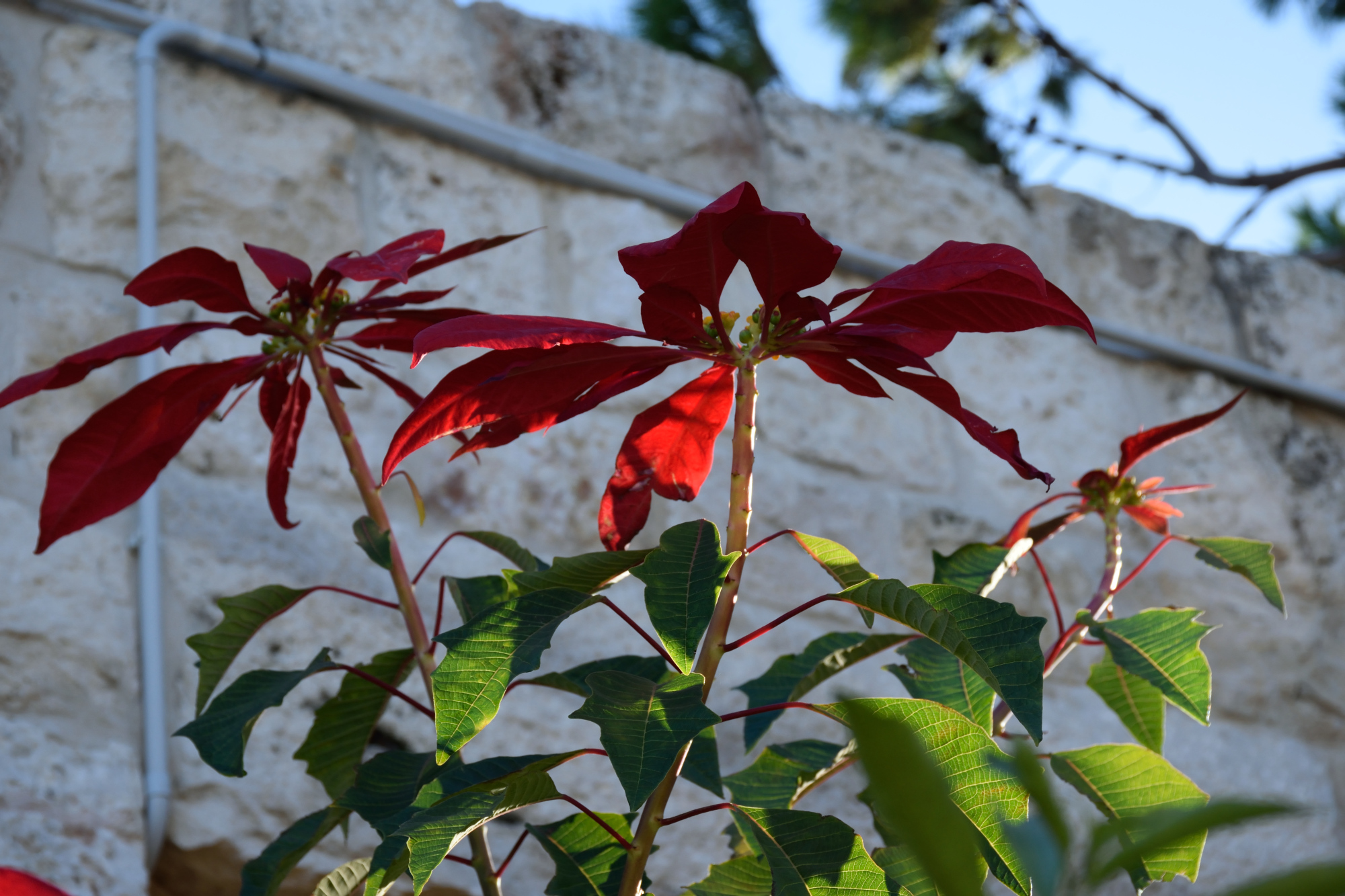 Poinsettia in the Balamand monastery in December