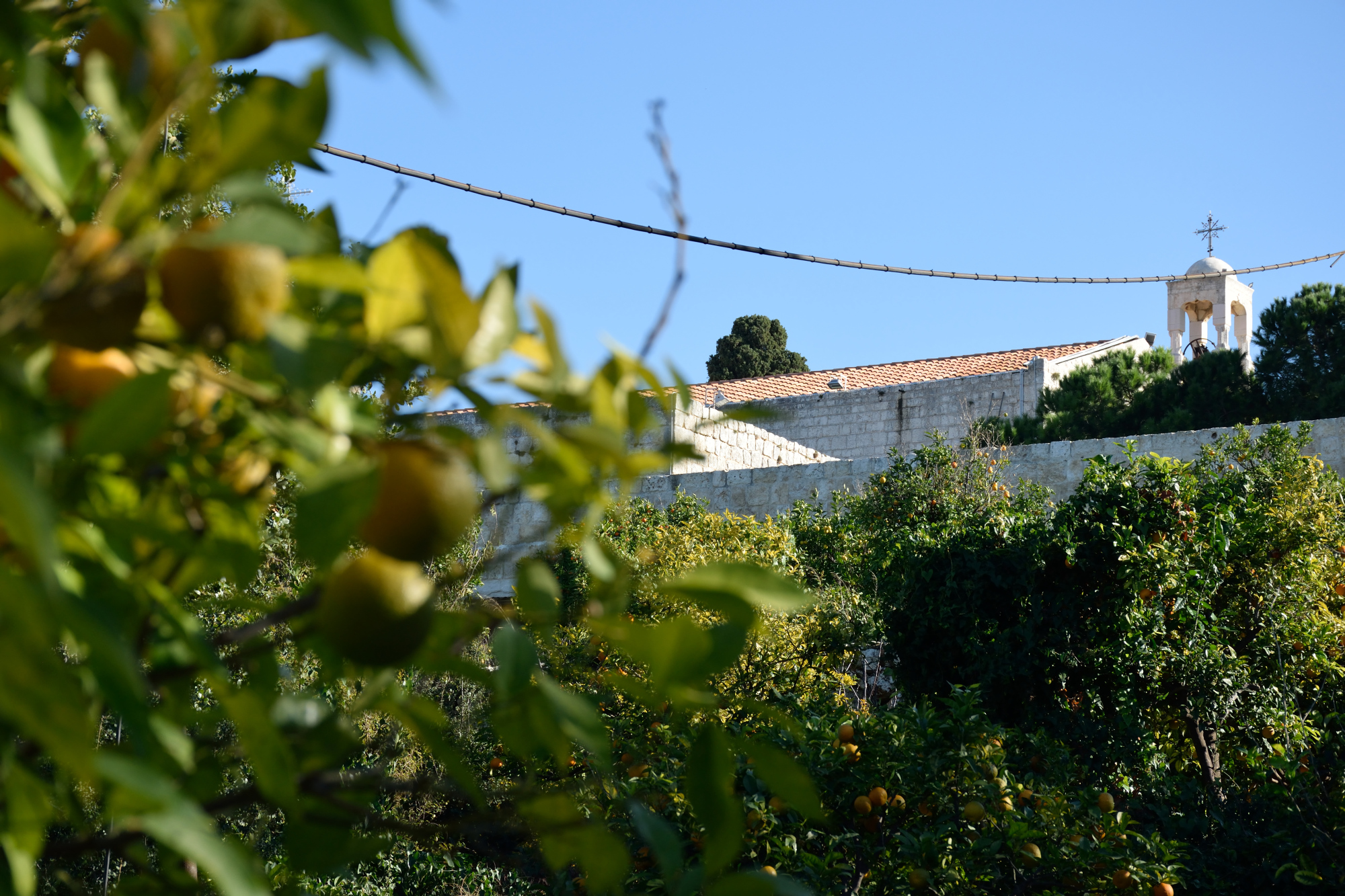 Cytryny i monaster Balamand (2)