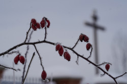 jarek 
The Orthodox church in Białystok-Fasty - winter detail 
0 
2021-02-01 09:54:19