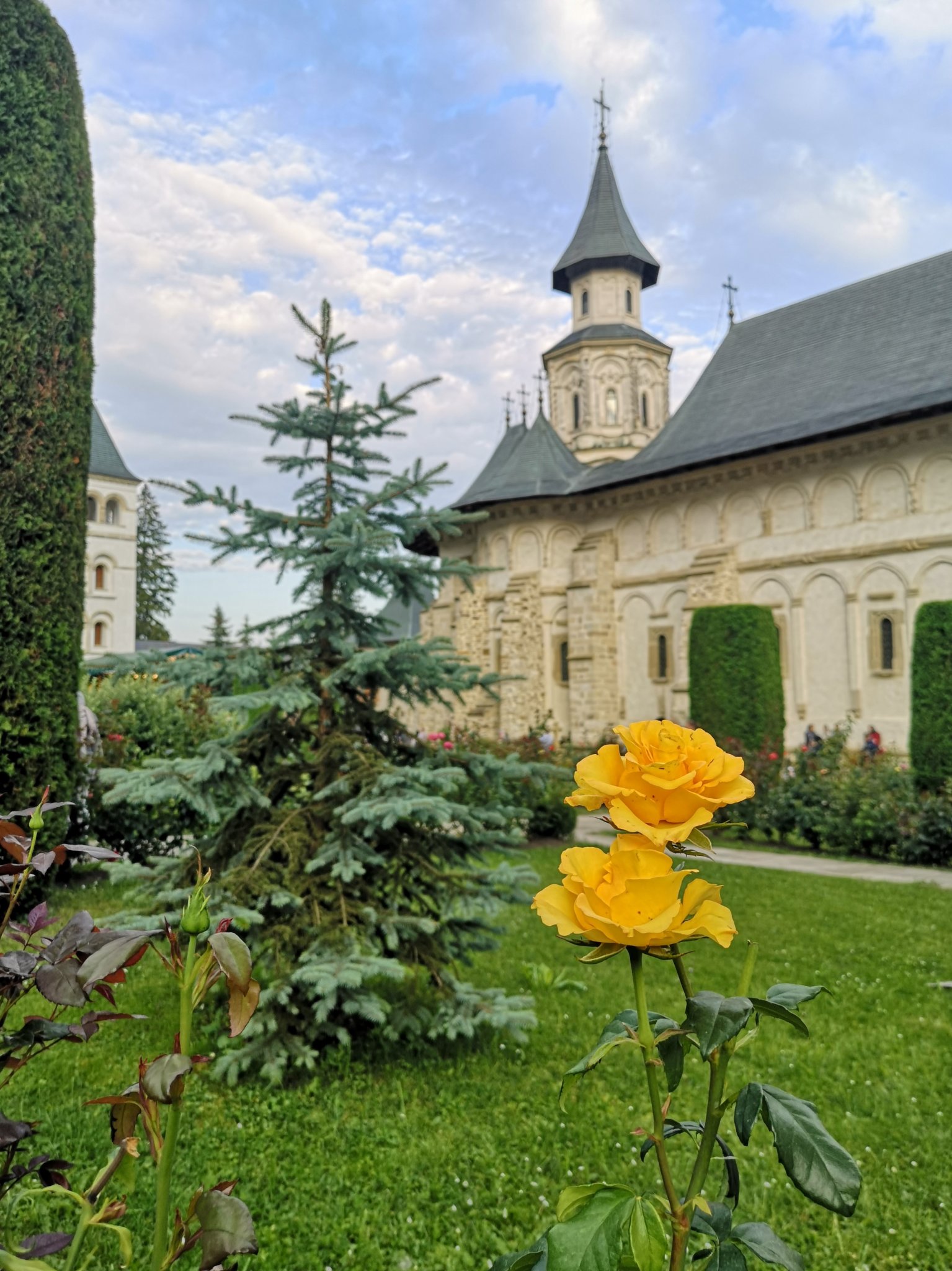 Putna Monastery behind yellow rose