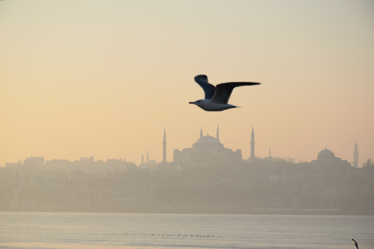 Hagia Sophia, mewa, zachód słońca - styczeń 2023