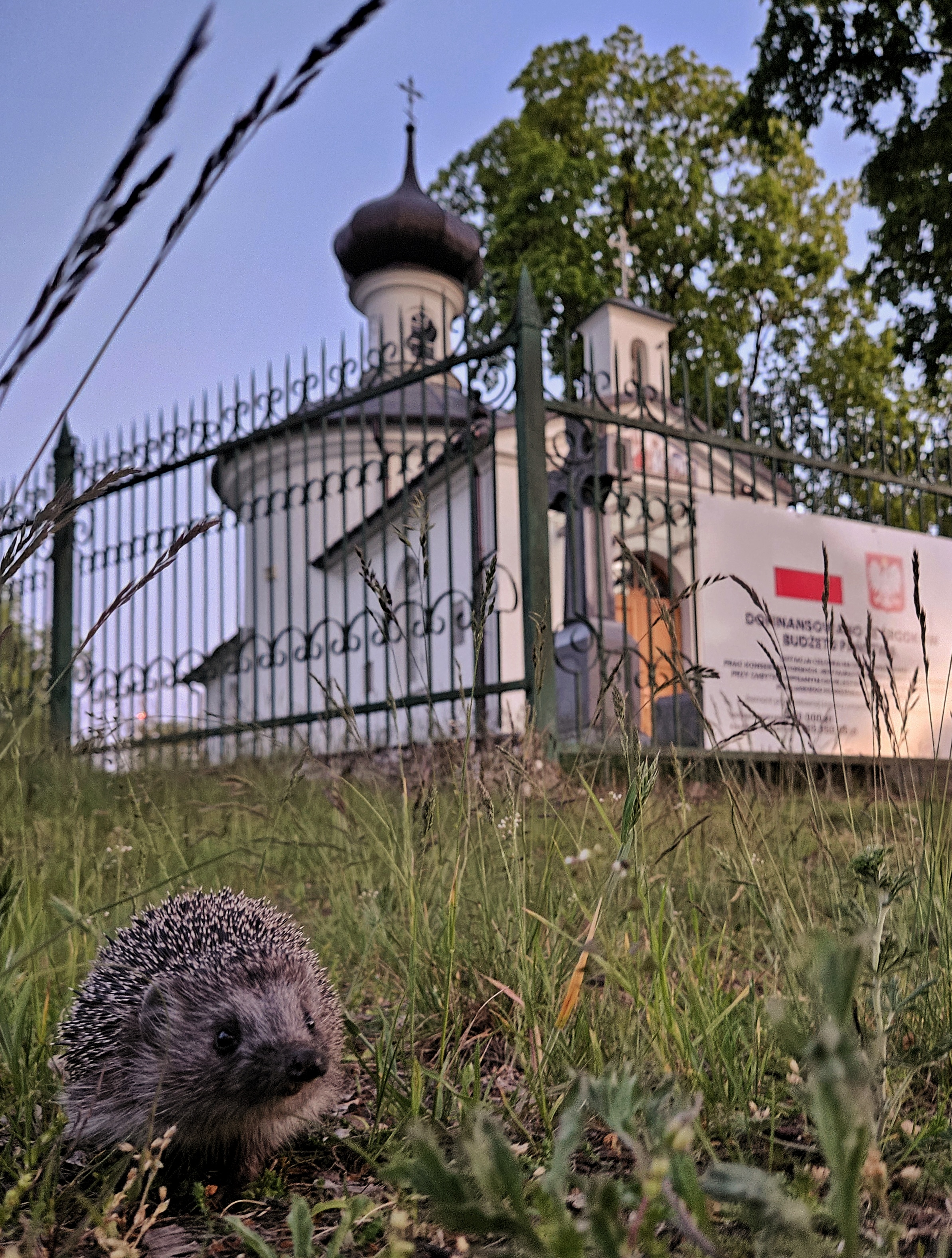 Jeżyk przy cerkwi 