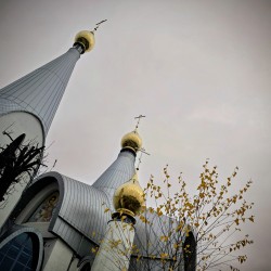 zinka2 
 Uparta brzoza 