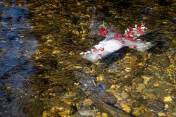 Lazo 
 Theophany, St. Sava Church, Jackson, California, USA