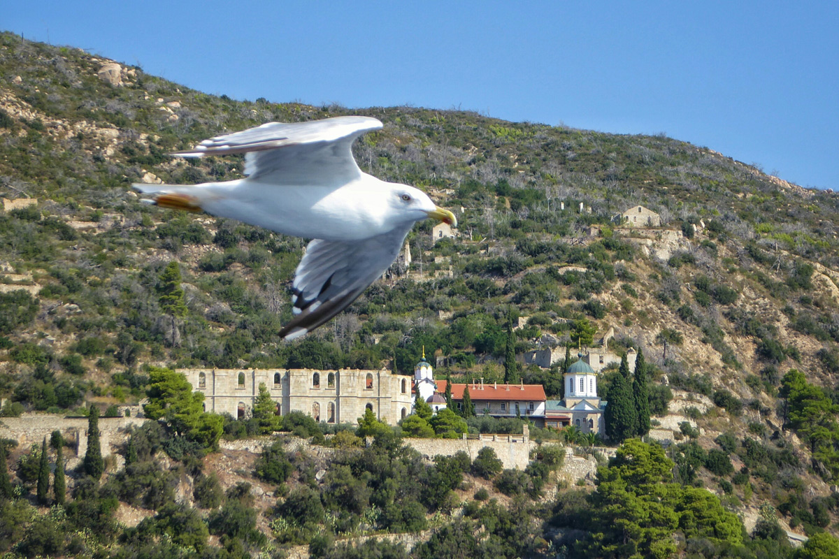 Σκήτη Νέα Θηβαΐς и галеб    