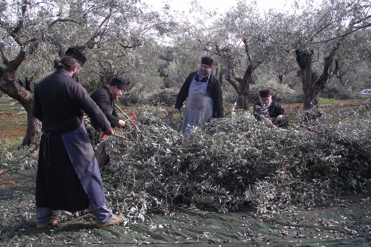 Zbiór oliwek w monasterze Paraklitu 