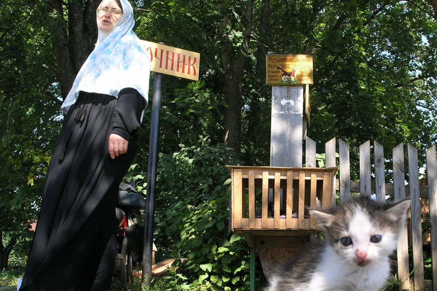 Шамордино Возьмите котенка 